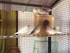 Finches Birds