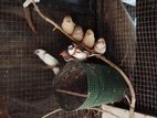Finch Birds