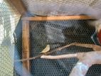 Finches