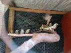 Finches Birds