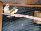 Finches Bird