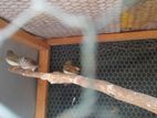 Finches Birds