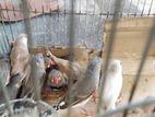 Finch Birds