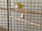 Finches Pair