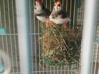 Finches With Cage