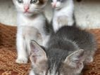 Finding A Forever Home For Cats