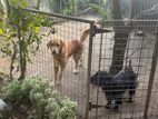 Dogs for Kiind Home