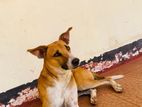 Dog for Kind Home