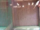 Finches Birds