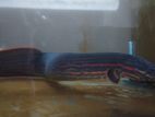 Fire Eel Fish