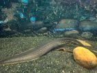 Fire Eel