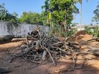 Fire Wood (දර )