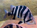 Fish Indo Tiger