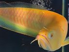 Fish - Albino Arowana