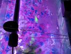 Fish Tank with