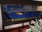 Arowana Fish With Tank