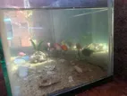 Fish with Tank