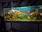 Fish Tank with