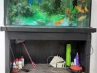 Fish Tank with Fishes