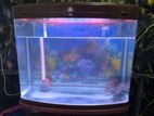 Fish Tank with