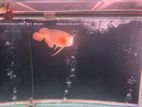 Arowana Fish