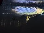 Fish - Arowana (Blue)