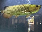 Fish - Arowana
