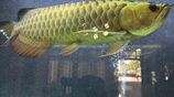 Fish - Arowana