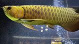 Fish - Arowana