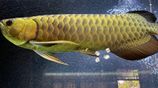 Fish - Arowana