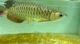 Arowana Fish (gold)