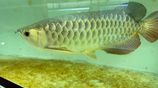 Arowana Fish (gold)