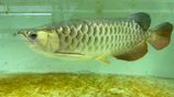 Arowana Fish (gold)
