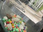 Fish Tank