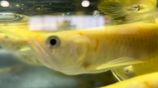 Banana Albino Arowana Fish