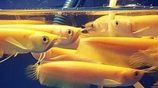 Banana Albino Arowana Fish