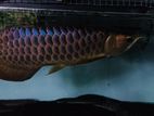 Fish - Blue Base Arowana