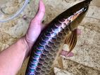 Fish - Bluebase Arowana