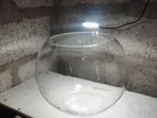Fish Bowl