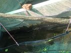 Fish Breeding Net