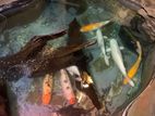 Fish - Carps