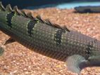 fish delhezi bichir.