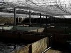Fish Farm for Sale Negombo
