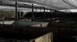 Fish Farm for Sale Negombo