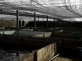 Fish Farm for Sale Negombo