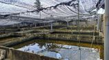 Fish Farm for Sale Negombo
