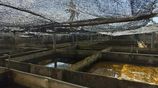 Fish Farm for Sale Negombo