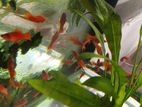 Swordtail Fish
