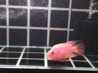 Red Parrot Fish