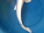 Koi Carp Fish